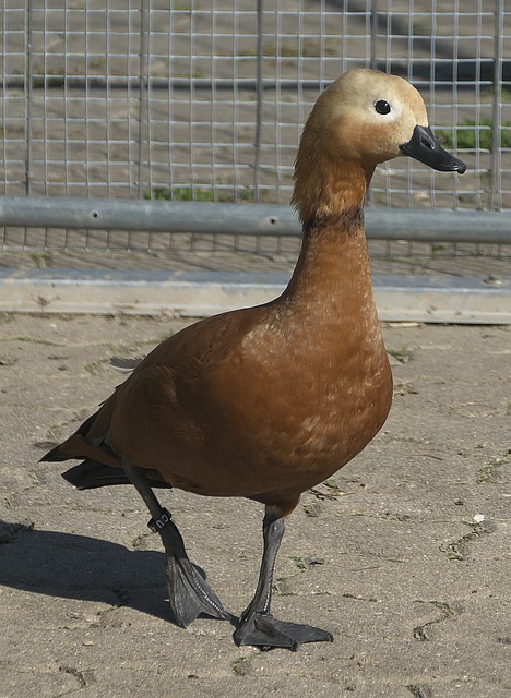 阻止